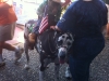 Big Dog at Island Isle-did-er dog