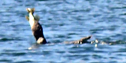 loon-with-fish-russell Canoe the Boundary Waters BWCA with a beginner paddler