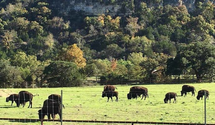 Animals-Bufalo-Herd-690-400-690x400 Guadalupe River Choices - from Luxury to Camping