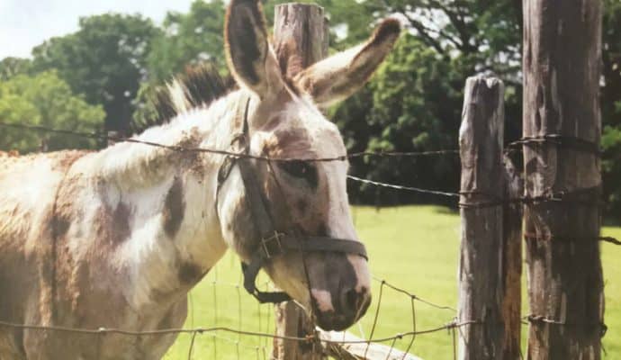 waltonia-donkey-690x400 Rustic Guadalupe River Escape